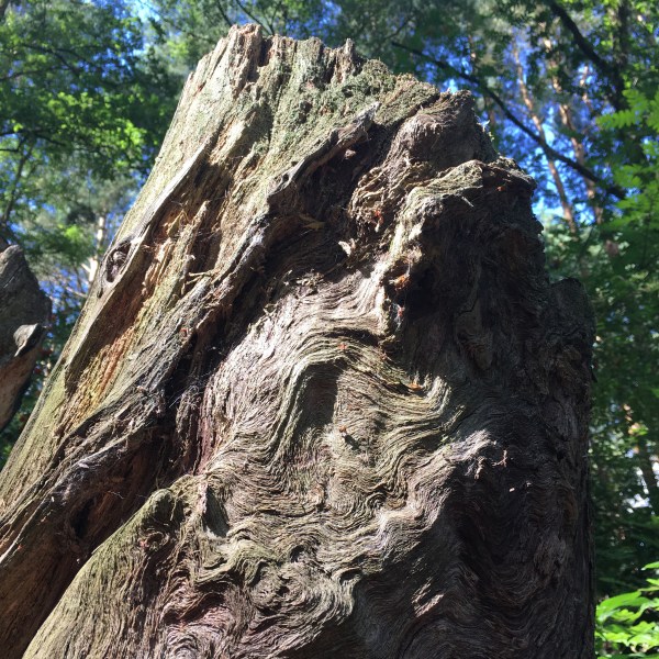 ecopsychology katy baldock transpersonal psychotherapy