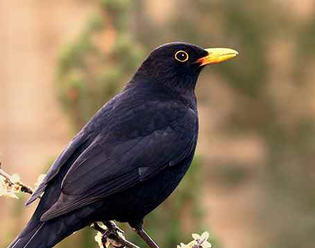 transpersonal psychotherapy sorrow katy baldock